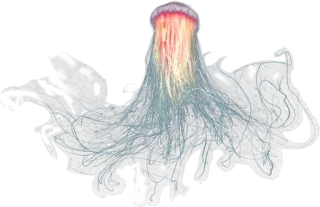💥 meduza, morze, ocean, życie morskie, pod wodą, natura, zwierzę telegram sticker