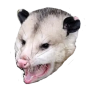 opossum whatsapp stickers