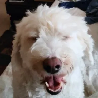 😂 cachorro, animal de estimação, animal, bocejo, branco, mamífero telegram sticker