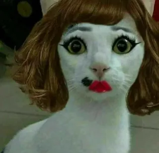 🎥 cat, wig, makeup, funny, animal, pet telegram sticker