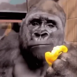 😱 gorilla, animal, ape, primate, yellow pepper, eating, wildlife telegram sticker