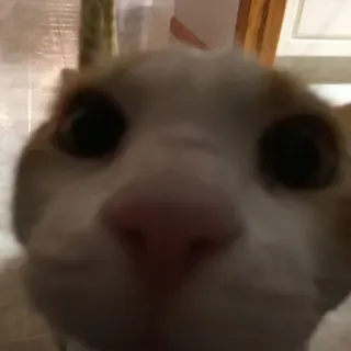 🤨 猫, 动物, 宠物, 特写, 家畜, 可爱, 小猫 telegram sticker