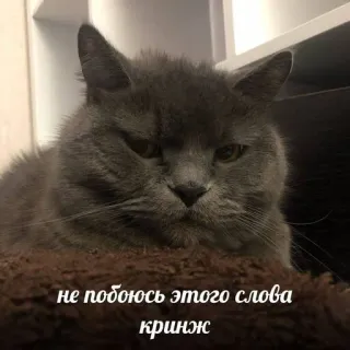 🤢 не побоюсь этого слова кринж kucing, meme, rusia, lucu telegram sticker