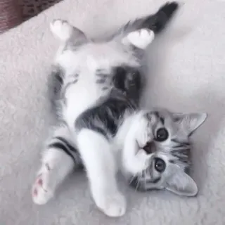 🐈 kociak, kot, słodki, zwierzę, zwierzak, domowy telegram sticker
