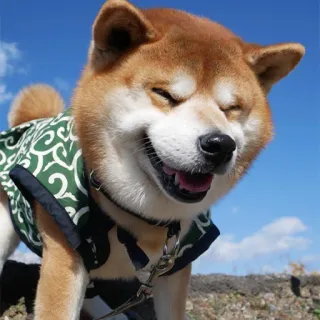 😂 Hund, Shiba Inu, Tier, Haustier, süß, glücklich, im Freien, sonnig telegram sticker