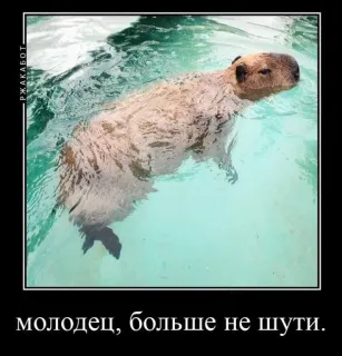 Капибарский пон :: @fStikBot telegram stickers