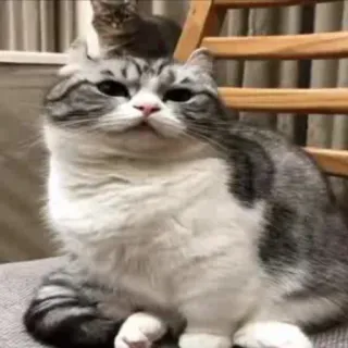 🖕 cat, animal, domestic, pet, cute whatsapp sticker