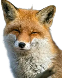 🦊 fuchs, tier, wildtier, natur, säugetier telegram sticker