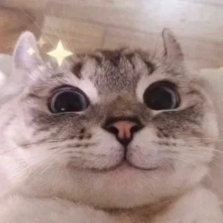 👼 kot, słodki, zwierzę, zwierzak, oczy, błyskotki, uroczy telegram sticker