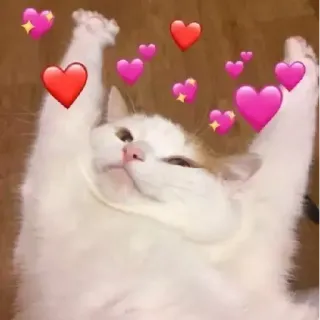 🐹 kat, hartjes, liefde, schattig, dier telegram sticker