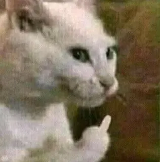 😠 猫, 中指, 侮辱的なジェスチャー, 動物 telegram sticker