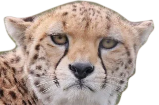 😠 cheetah, animal, wildlife, cat, predator, mammal whatsapp sticker