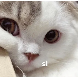 😚 si cat, cute, animal, si, yes telegram sticker