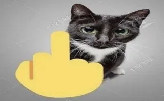 🌟 кот, средний палец, грубый, оскорбительный, животное telegram sticker
