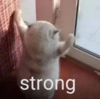 💪 strong chat, fort, animal, mème, mignon, force telegram sticker
