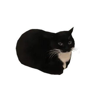 🐱 cat, black and white, animal, pet, feline whatsapp sticker