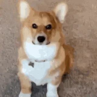 😉 perro, corgi, animal, lindo, mascota telegram sticker