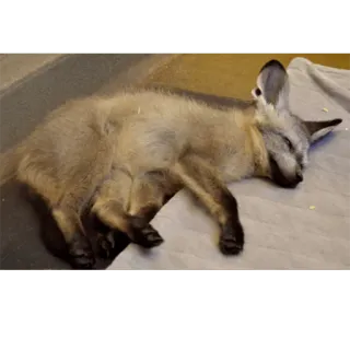 🦊 animal, fox, sleeping, cute, bat-eared fox, mammal, ears telegram sticker