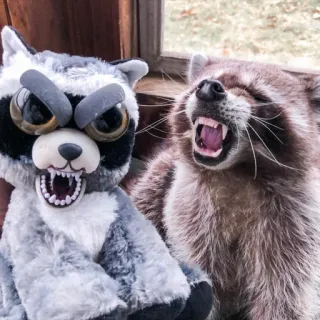 👥 енот, животное, дикая природа, милый, природа telegram sticker
