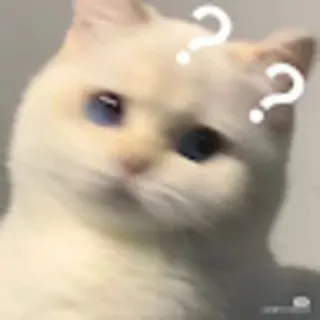 🤨 ? ? cat, question, thinking, confused, cute, pet, animal telegram sticker