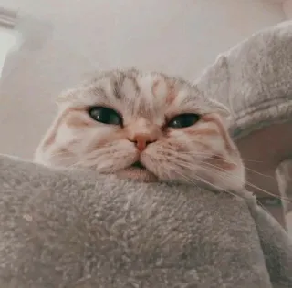 🤍 gatto, animale, animale domestico, carino, scottish fold, felino, mammifero telegram sticker