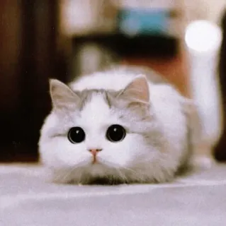 🙁 mèo, mèo con, dễ thương, động vật, thú cưng, đáng yêu telegram sticker
