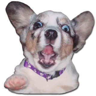 😮 dog, puppy, corgi, cute, animal, pet telegram sticker