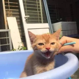 🐈 猫, 小猫, 宠物, 动物, 橘色虎斑猫, 家猫, 猫科动物, 可爱 telegram sticker
