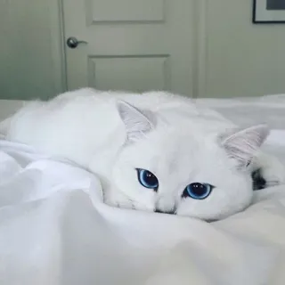 👀 gato, gato branco, olhos azuis, animal doméstico, animal de estimação, felino, animal, descansando telegram sticker