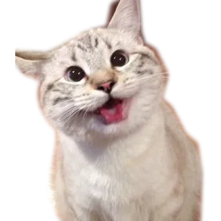 🤩 cat, animal, pet, domestic, funny, cute telegram sticker