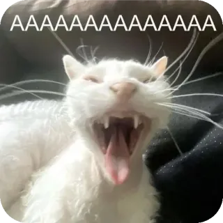 🐱 AAAAAAAAAAAAAAA 猫, 打哈欠, 动物, 表情包, 搞笑 whatsapp sticker