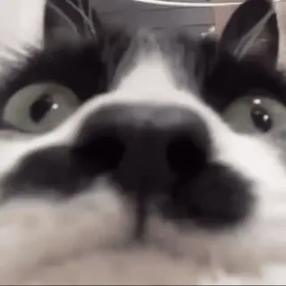 👀 cat, animal, pet, close up, black and white, mammal telegram sticker