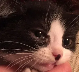 😔 kitten, cat, tuxedo cat, animal, pet whatsapp sticker