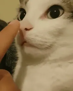 🤫 gato, animal de estimação, animal, nariz, dedo, fofo telegram sticker