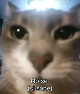 😐 No se
(si sabe) кот, мем, животное, питомец, смешной telegram sticker