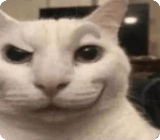 🌟 The Rock Cat cat, meme, the rock, raised eyebrow, funny, smirk telegram sticker