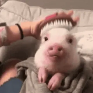 🐖 豚, 動物, かわいい, ペット, ブラッシング, 家畜 telegram sticker