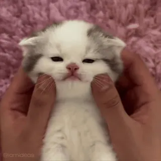 😎 @iamideas cat, kitten, cute, animals, pets, domestic animals, hands telegram sticker