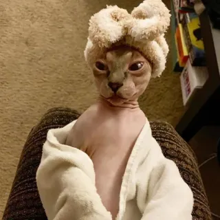 🧖‍♀️ gatto, sphynx, asciugamano, carino, cerchietto telegram sticker