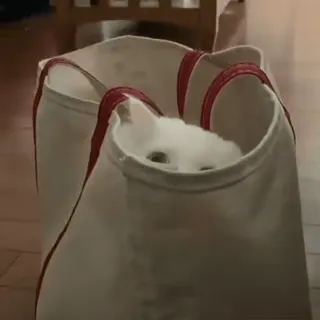 ❤️ cat, pet, animal, white cat, in bag, cute, domestic animal whatsapp sticker
