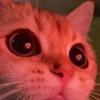 🤔 gato, animal, mascota, lindo, ojos de corazón whatsapp sticker
