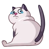😢 mèo, buồn, khóc, hoạt hình, động vật whatsapp sticker