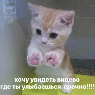 📷 хочу увидеть видево где ты улыбаешься. срочно!!!! gato, gatinho, fofo, animal, russo, vídeo telegram sticker