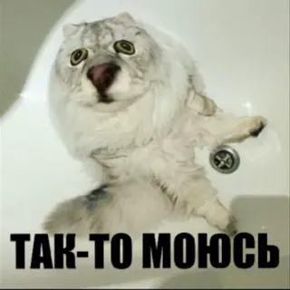 🛁 ТАК-ТО МОЮСЬ 고양이, 목욕, 세탁, 러시아어, 동물, 애완동물 telegram sticker