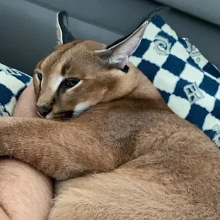 ☺️ caracal, floppa, cat, big cat, domesticated, animal, cute telegram sticker