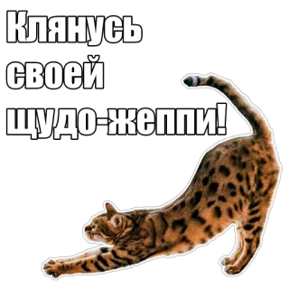 🤲 Клянусь своей чудо-жеппи! cat, russian, sticker, animal, funny telegram sticker