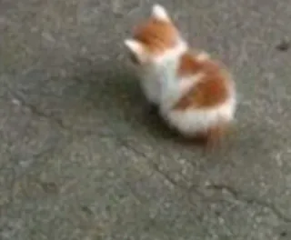 🎀 котенок, кот, животное, рыжий, милый telegram sticker