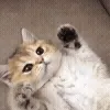 🐱