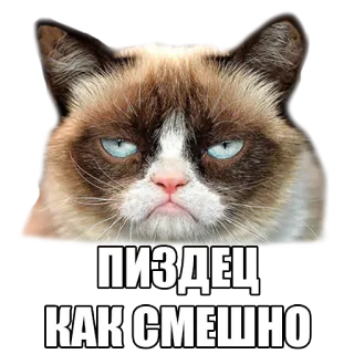 😐 Grumpy Cat ПИЗДЕЦ
КАК СМЕШНО gato, meme, ruso, ofensivo whatsapp sticker