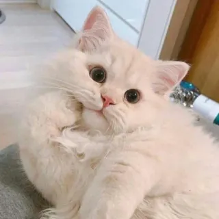 😺 chat, chat persan, mignon, animal de compagnie, animal, doux telegram sticker